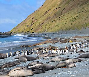 A view to the south of the abundant wildlife, including many elephant seals and king penguins on the beach at the base of Gadgets Gully