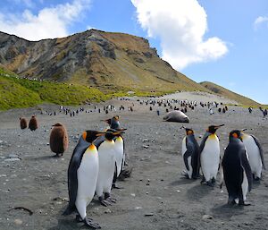 Gadgets Gully wildlife — several adult king penguins and a couple of chicks in the foreground, with a male elephant seal further back on the slope, then more king penguins with the sunlit Gadgets Gully providing a colourful backdrop
