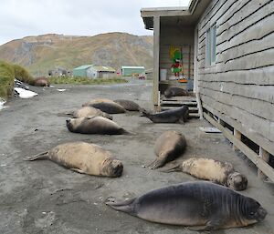 The weaners are everywhere — shows 11 elephant seal weaners lying around the steps of the Communications building, with one actually up the steps on the front porch