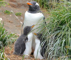 The gentoo chicks are getting bigger — Amongsnt the tussock near the Science building — a adult with a large chick in front with its smaller twin alongside