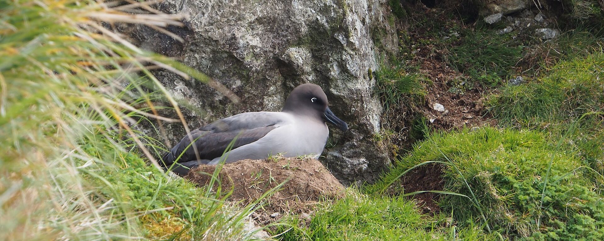 A Light-mantled Albatross on its nest