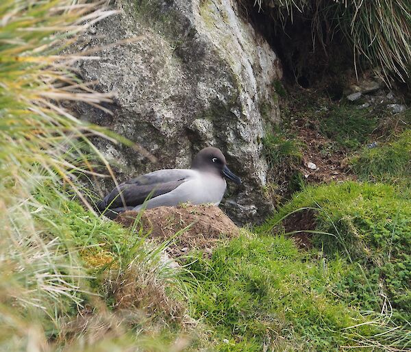 A Light-mantled Albatross on its nest