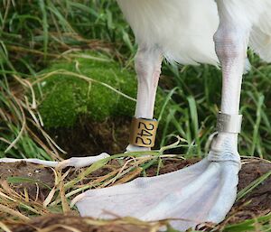 A non-breeding black-brow albatross makes band reading easy for us. A close up of the legs and feet of the bird, with a band with the number ‘242’ on the right leg and a silvery metal narrow band on the left leg