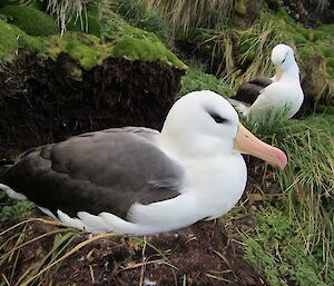 A close up of a pair of black-browed albatrosses. The bird in the foreground sits on a nest made of mud and grass
