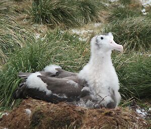 A close up of one of the 8-month old Wanderer chicks to be banded. The large chick is partially covered in downy feathers