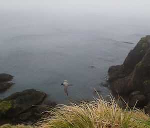 Light mantled sooty albatross in flight below the level of the photographer. Some steep rugged cliffs are in the right of picture