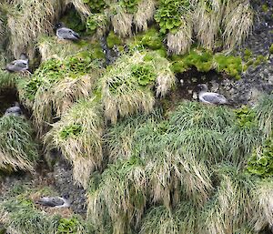 Six light mantled sooty albatross nesting in the crevices on a cliff face