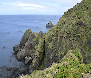 The steep cliffs around the small bay just south of Secluded Bay. There are several light mantled soot albatross nestled amongst the crevices in the cliff and two albatross can be seen in flight