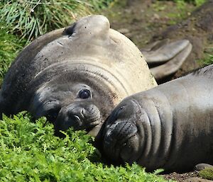 Close up of a couple of elephant seal weaners in Secluded Bay