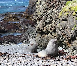A couple of fur seals in Secluded Bay