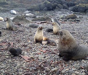 New Zealand fur seal family at Secluded Bay four pups and several adults. There are also some elephant seal weaners in the background