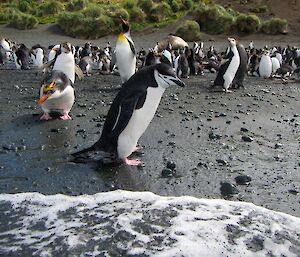 A rare visitor from the ice — a vagrant Chinstrap Penguin in front of many royal penguins at Sandy Bay