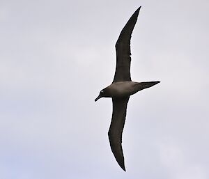 Light mantled sooty albatross in flight near Secluded Bay