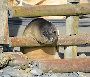 What do I do now? A elephant seal weaner has trouble as it tries to climb over the second railing of the stations perimeter fence