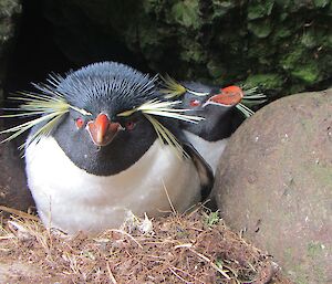 Close up of a pair of nesting rockhopper penguins at Brothers Point. They are quite distinctive, with their red eyes and streaming yellow head feathers