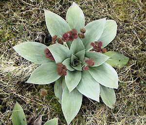 Pleurophyllum in flower on the Featherbed