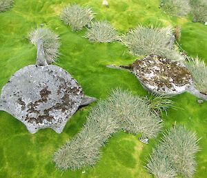 Whale vertebrae, covered in patches of lichen stand out in contrast with the vivid green cushion plant at Langdon Point