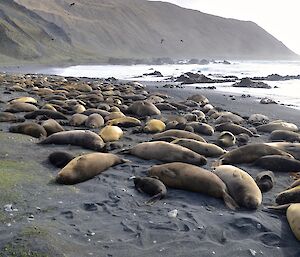 Razorback West harem at its peak (18th October), consisting of several hundred females and pups