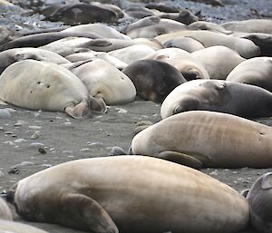 Weaners on the beach just south of the fuel farm