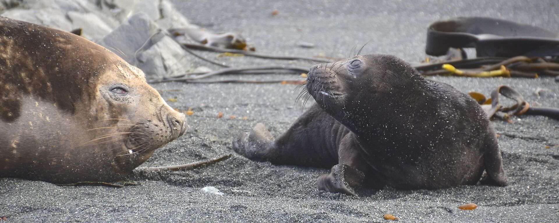 The first elephant seal pup for the season, born on September 7th at Razorback West harem. It is to one side of its mother and is looking towards her