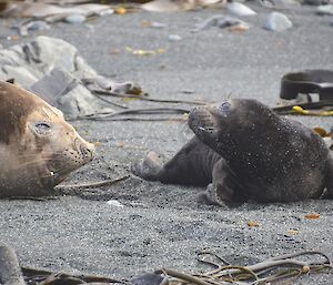 The first elephant seal pup for the season, born on September 7th at Razorback West harem. It is to one side of its mother and is looking towards her