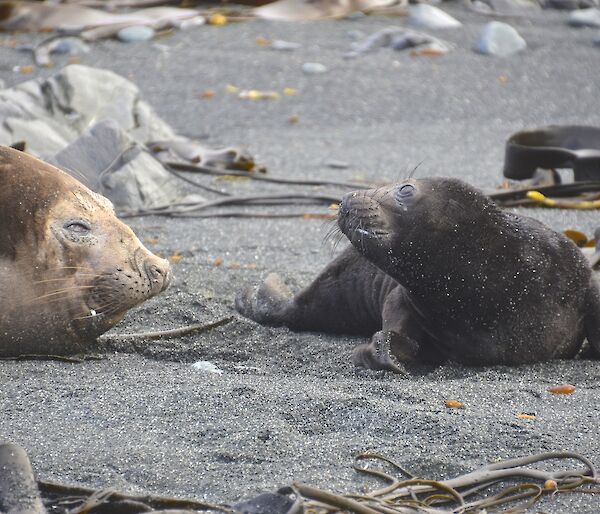 The first elephant seal pup for the season, born on September 7th at Razorback West harem. It is to one side of its mother and is looking towards her