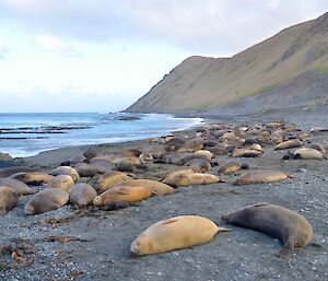 The biggest harem ('Ball Park South') on the eastern side in the beginning of October. It consists of 100 or more females. Many pups are also visible. In the background the slopes of the escarpment rise up from the beach