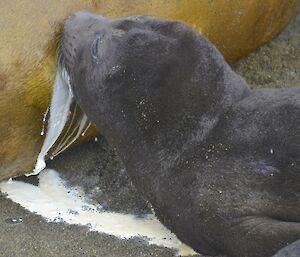 Growing in front of our eyes from the fat, rich milk. The image shows a close up of a pup feeding from its mother. There is a lot of milk spilling from the pups mouth and flowing on the beach sand