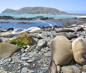 While out on the Sunday seal census — the view across Hasselborough Bay towards station and North Head. There are around two dozen weaner seals on the pebbly beach in the foreground. The waters are a vivid blue colour