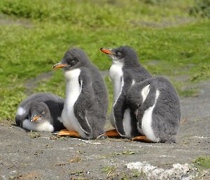 Four gentoo chicks dozing in the sun. They all have their eyes closed and three are standing, though they are slumped with the remaining chick lying on his belly