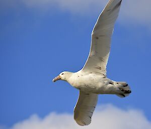 White coloured southern giant petrel in flight