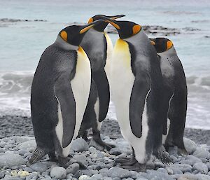 Four king penguins standing on the pebbly beach near Gadgets Gully with the waters of Buckles Bay in the background