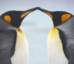 A close up (top half) of two king penguins at Gadgets Gully, facing each other with their beaks almost touching