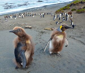 We want to be adults! A couple of king penguin chicks that have nearly lost all their brown downy feathers. The adult coloured plumage shows through. In the background is several dozen king penguins in the sandy gully and on the beach