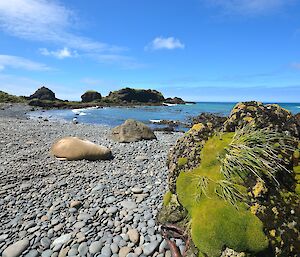 View of Garden Cove with a small rock stack in the right foreground covered in vivid green cushion plant, lichen and grass. There is a weaner lying on the pebbly beach