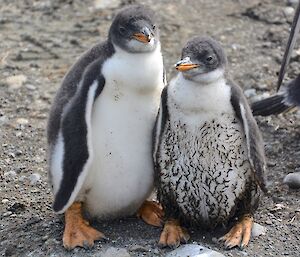 Close up of gentoo penguin twins. One is smaller and is partially covered in mud