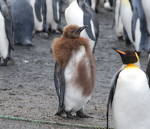 Almost there? A king penguin that is in transition between chick and adult, having some of the features of an adult, but still has downy brown feathers on its chest, shoulders and head