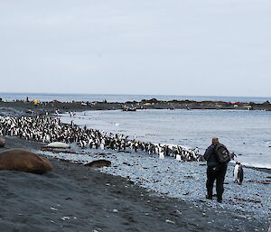 Tourists and wildlife, including elephant seals, king and royal penguins on the beach at Sandy Bay. A black IRB, from the Spirit of Enderby, with several passengers is on the shore