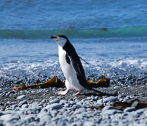 Chinstrap penguin at Sandy Bay