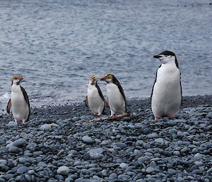 Chinstrap penguin with three royal penguins, standing on the pebbly beach close to the waters edge