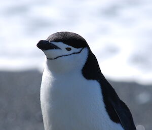 Close up of chinstrap penguin at Sandy Bay, showing its top half