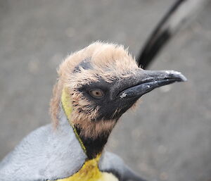 Grand hairdo! Close-up of the head of a king penguin chick that is becoming an adult. It has the adult bright yellow colouring and also some remnant brown downy feathers