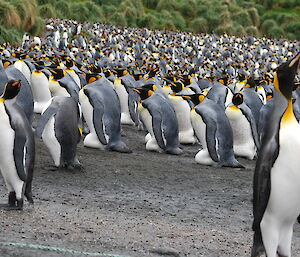 Kings on eggs. View across the large king penguin colony at Sandy Bay, with several of the penguins in the foreground showing a bulge of there brood pouch near their feet, concealing eggs