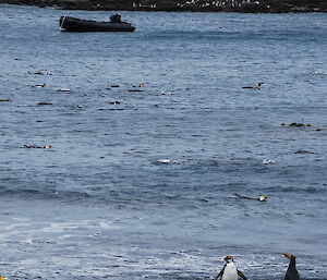 Around 20 penguins (royals and king) ‘playing’ in the water just offshore at Sandy Bay. One of the black IRB’s is anchored in the background