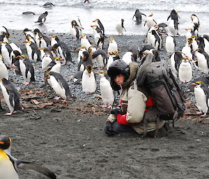 Sit still and the penguins come to you. A person from the Spirit of Enderby, dressed in wet and cold weather gear and wearing a backpack, kneels in the sand with a few dozen royal penguins close by