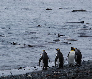 15 or so weaners just offshore, with four king penguins watchin on by the waters edge
