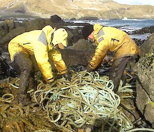 Clive and Chris getting in amongst the kelp slime covered rope. Both have their yellow weather gear covered in brown slime