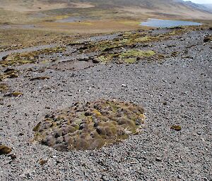 Azorella dieback on the plateau. Small ‘islands’ of azorella lie in a sea of gravel
