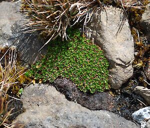 Healthy young Azorella, nestled amongst rocks, to collect for the seed orchard