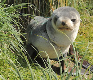 Close up of the seal showing the entanglement of green fishing line embedded deeply in the seal’s neck. Without intervention it faced a long painful death